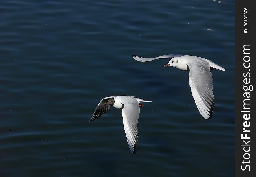 The sea gulls fly two. The sea gulls fly two