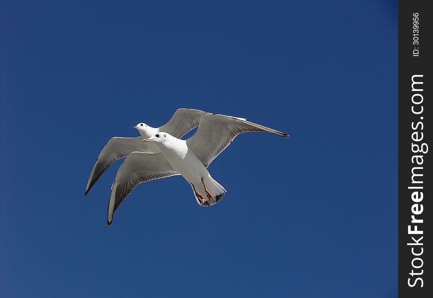 Under the blue sky flying seagull