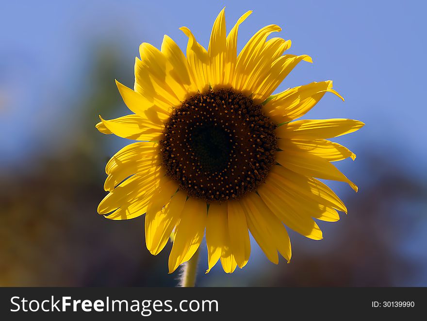 Close up of sunflower in a garden