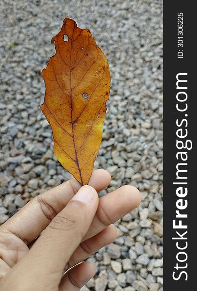 Background Of Hands Holding Dry Leaves