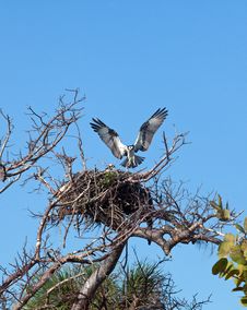 Osprey In Nest Royalty Free Stock Image Osprey In Nest Royalty Free Stock Image
