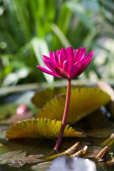 Lotus Or Water Lily Flower Stock Image