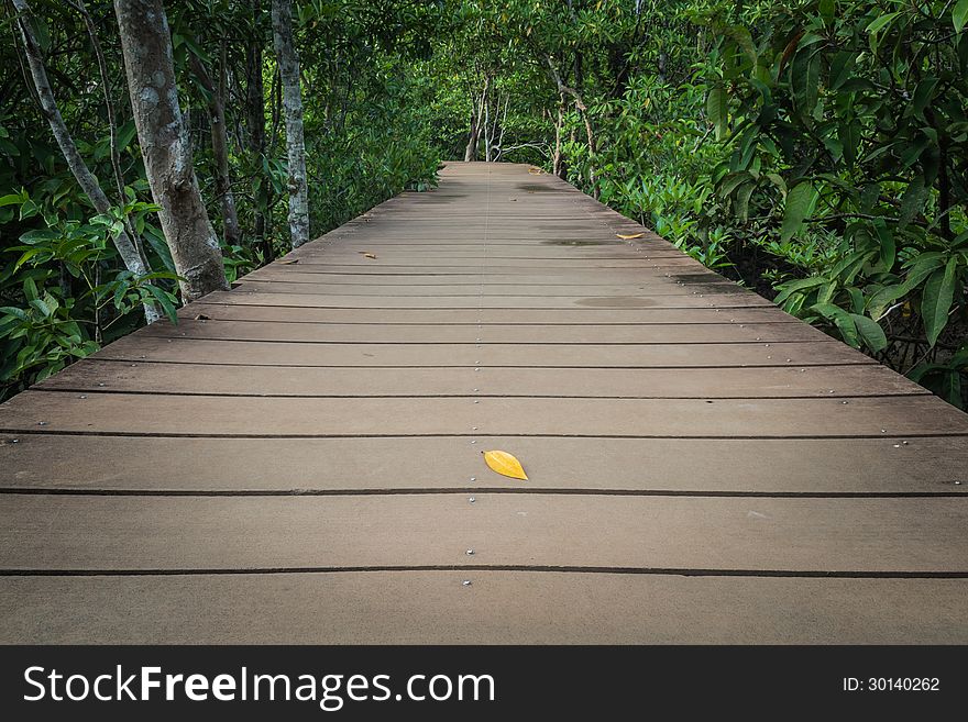 Wooden Walk Way Among The Forest