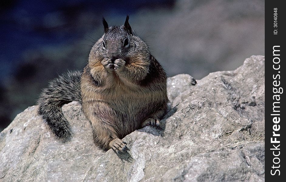 An Obese Squirrel.