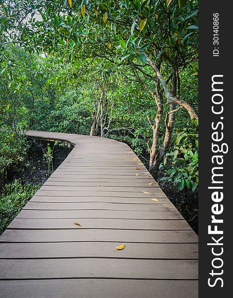 Wooden walk way among the green mangrove forest. Wooden walk way among the green mangrove forest