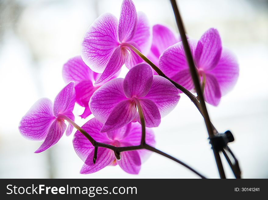 Purple orchid flower indoor. On blurred background. Purple orchid flower indoor. On blurred background.