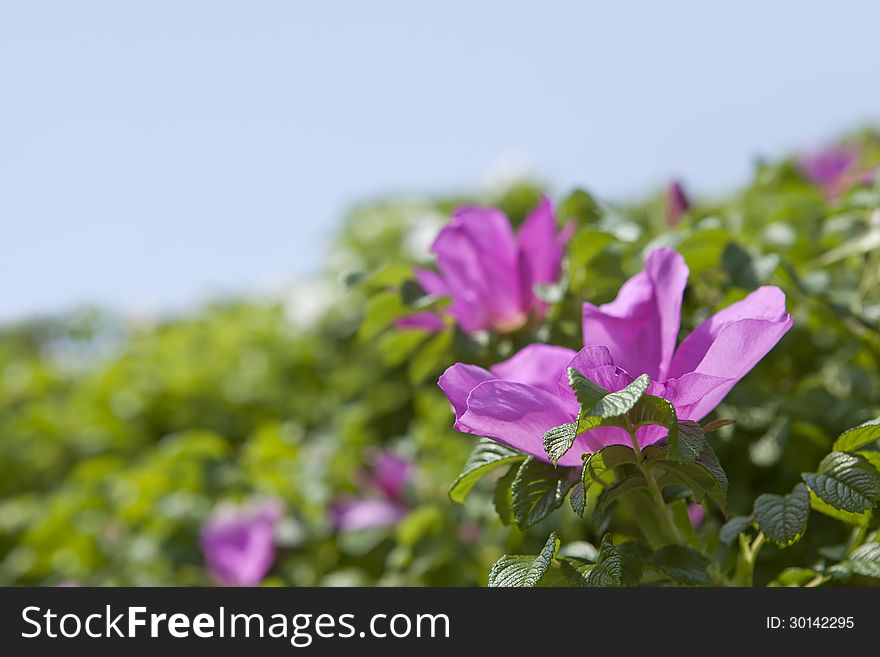 The Dog Rose blossoms (ROSA CANINA)