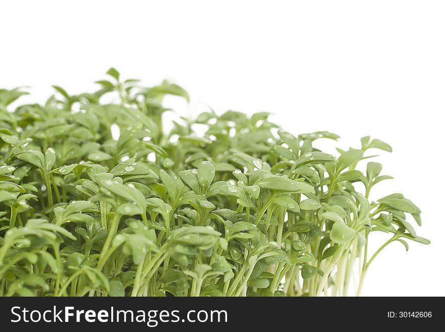 Fresh garden cress isolated on white background. Fresh garden cress isolated on white background