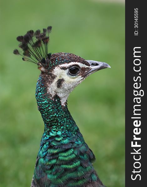 Green background, peacock close-up