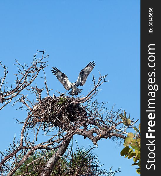 Pair of Osprey in their nest. Winter in southern Florida, with clear blue sky in the background. Pair of Osprey in their nest. Winter in southern Florida, with clear blue sky in the background.