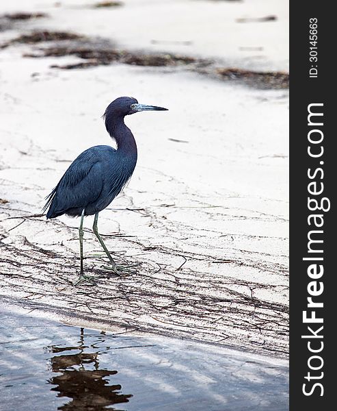 Little blue heron, close up, searching for food at low tide. Winter in Florida