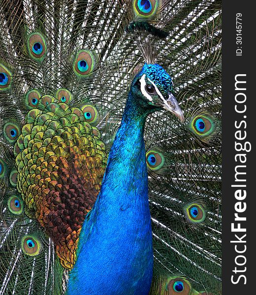 The beautiful Green Peacock close-up