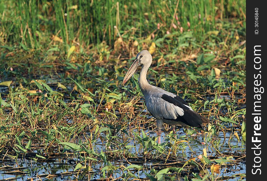 Asian openbill stork on the marsh land