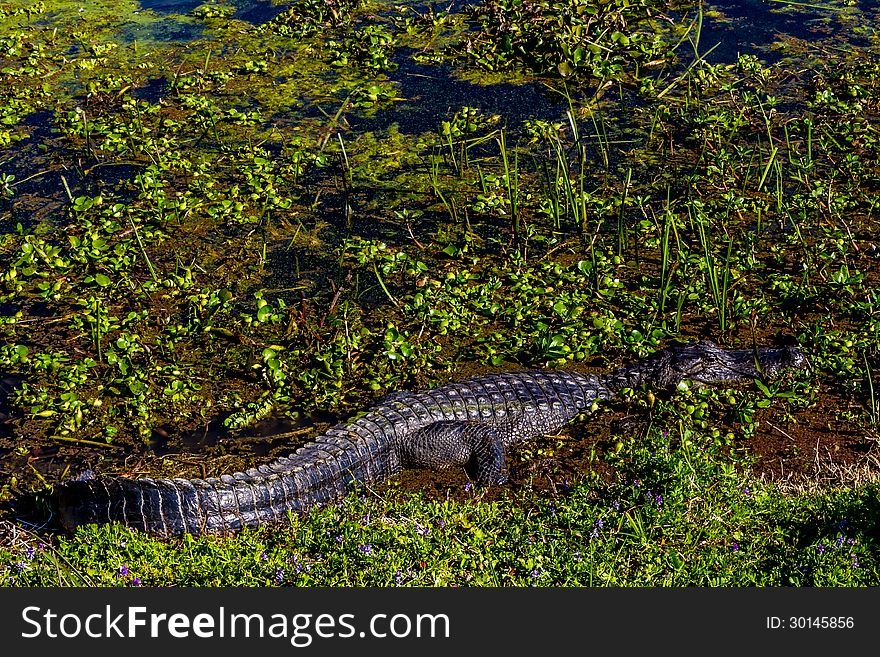 A Beautiful Wild Alligator Warming in the Sun at Brazos Bend State Park, Texas. Sitting near the main trail at Elm Lake. A Beautiful Wild Alligator Warming in the Sun at Brazos Bend State Park, Texas. Sitting near the main trail at Elm Lake.