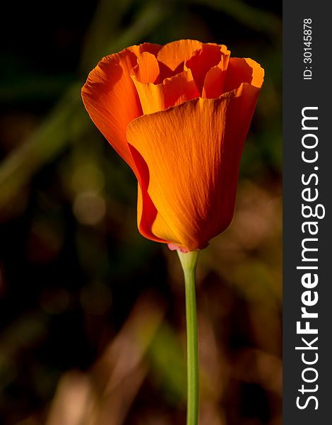 Closeup Shot of a new bud of a single Golden Poppy (or California Poppy, cup of gold) (Eschscholzia californica) that somehow made its way to grow wild in Texas. Closeup Shot of a new bud of a single Golden Poppy (or California Poppy, cup of gold) (Eschscholzia californica) that somehow made its way to grow wild in Texas.