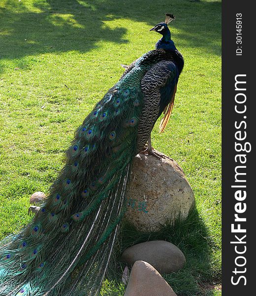 Standing on the rock Peacock
