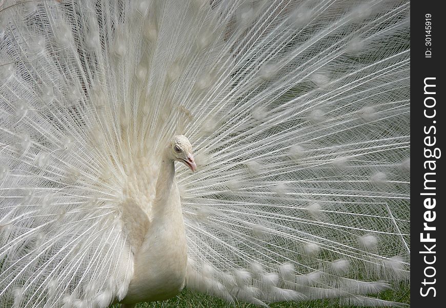 The beautiful white peacock Kai-ping