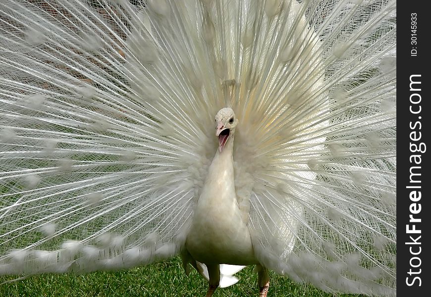 The beautiful white peacock Kai-ping