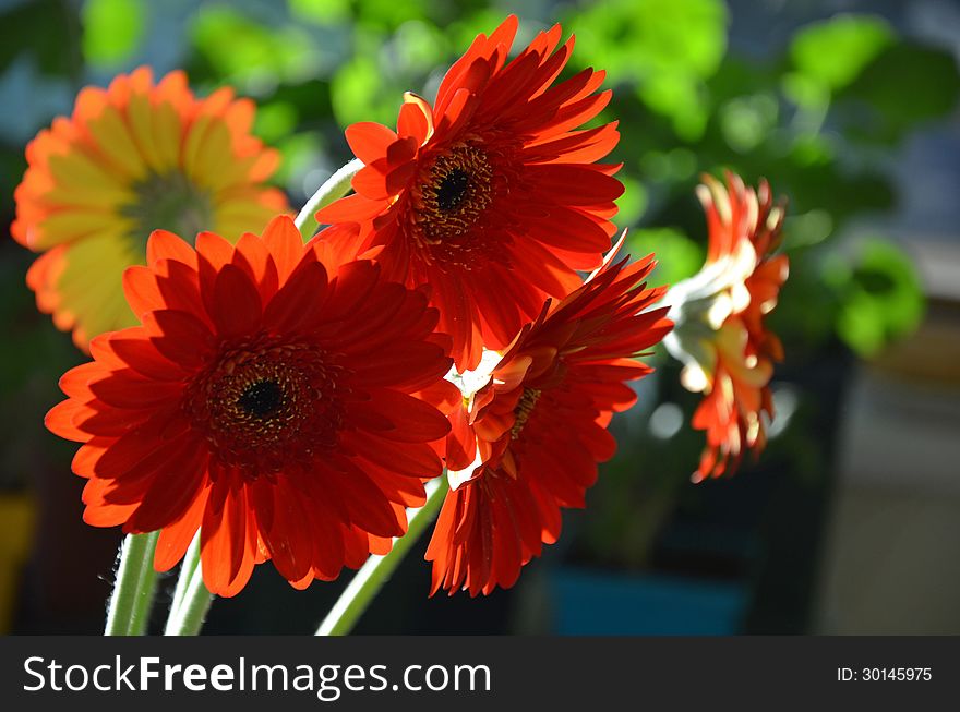 Orange gerber flowers blooming in sunlight. Orange gerber flowers blooming in sunlight