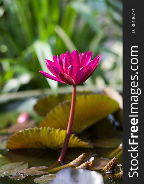 Lotus or water lily flower in the pond