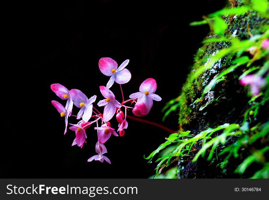 Pink Begonia Flowers