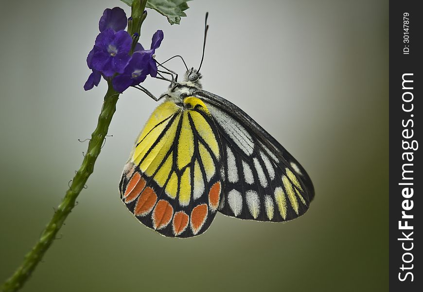 Colorfull butterfly sitting on flower. Colorfull butterfly sitting on flower