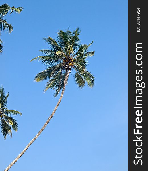 Coconut palm tree on blue