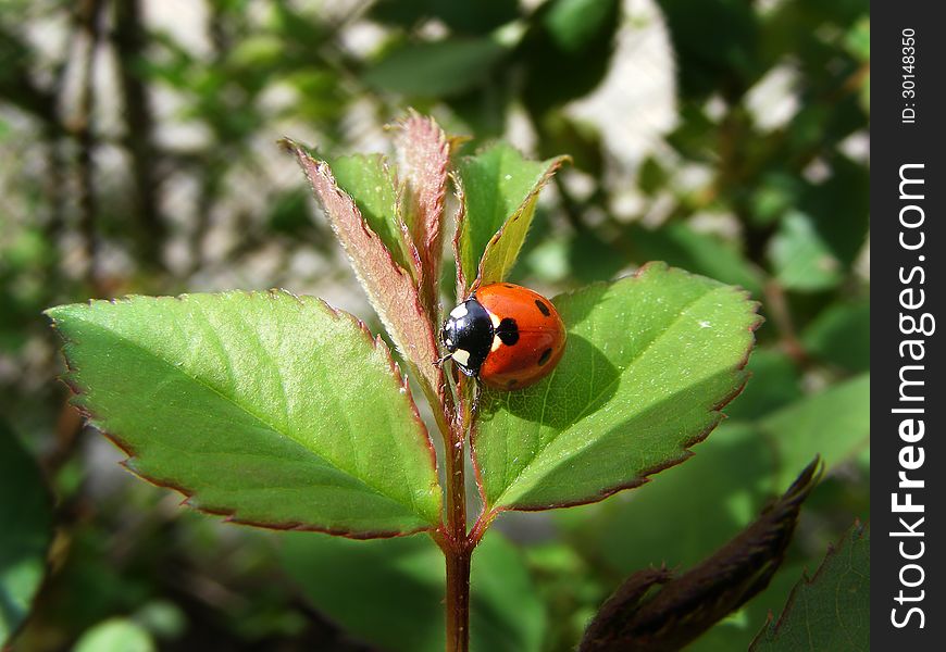 Bug On Sheet In Garden