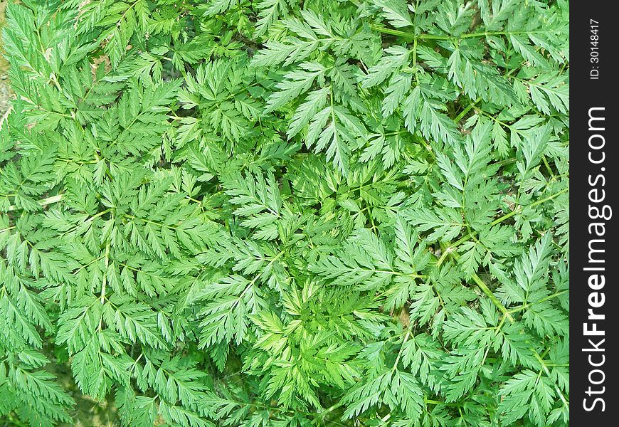 Green Herbal Background
