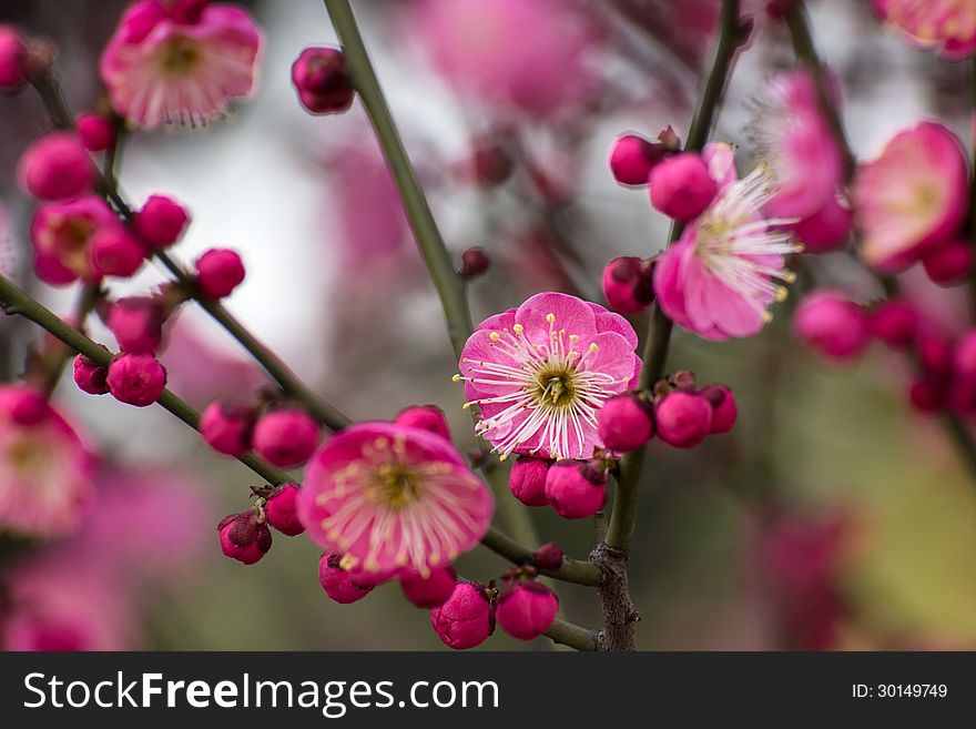 Plum flowers, bloom in the cold winter. Add vivid colors in the cold winter.