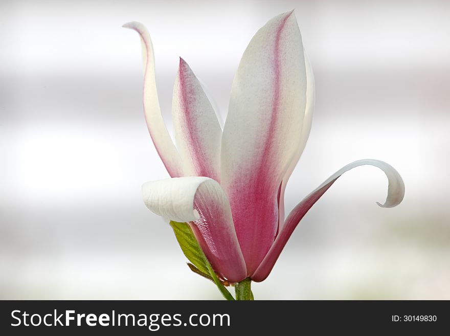 Beautiful variety magnolia flower blossom. Beautiful variety magnolia flower blossom