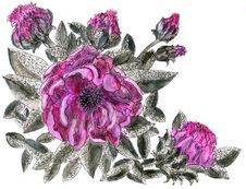 Peony Gothic Flower Stock Images Peony Gothic Flower Stock Images
