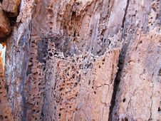 Rotten Wood Royalty Free Stock Photography Rotten Wood Royalty Free Stock Photography