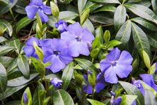 Blue Petunia Blossoming Flowers Royalty Free Stock Photography Blue Petunia Blossoming Flowers Royalty Free Stock Photography