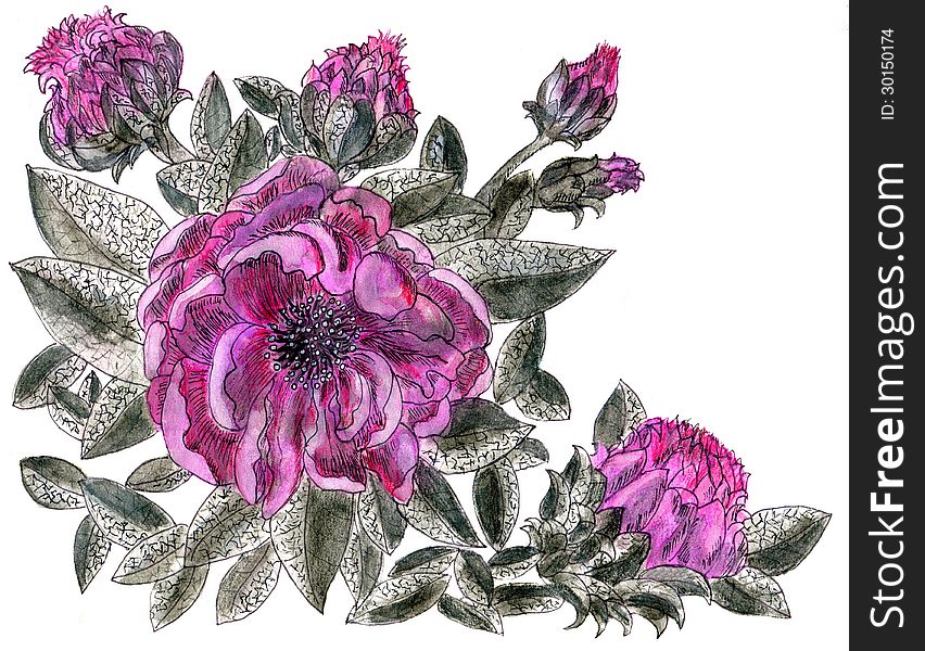 Watercolour drawing of the purple flower of peony. Watercolour drawing of the purple flower of peony
