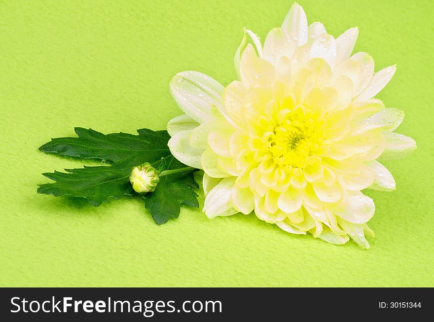 Beautiful Flower of Yellow Chrysanthemum with Little Bud and Leaf isolated on Green background