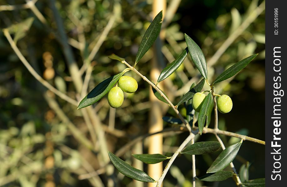 Olive branch on old olive tree. Olive branch on old olive tree