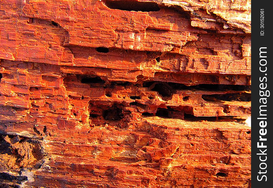 Piece of rotten wood with some holes and losses