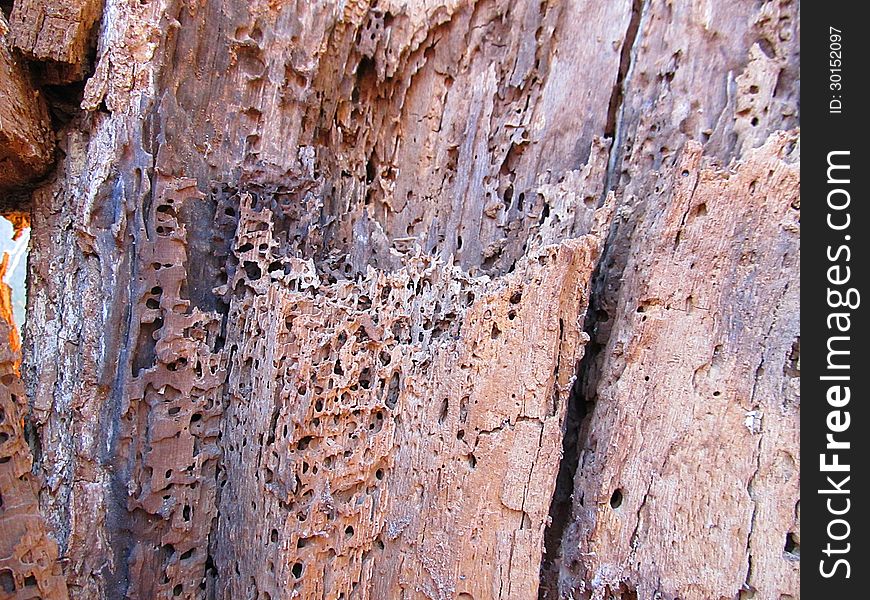Rotten trunk with some holes and losses. Rotten trunk with some holes and losses