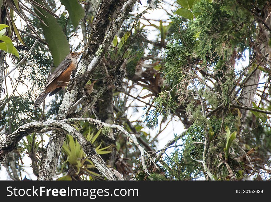 Rufous-bellied Trush (Turdus rufiventris): the popular Sabia, one of the most common birds across much of Brazil. Rufous-bellied Trush (Turdus rufiventris): the popular Sabia, one of the most common birds across much of Brazil