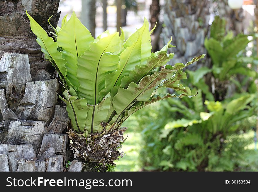 Green Leaves Large Shrubs.