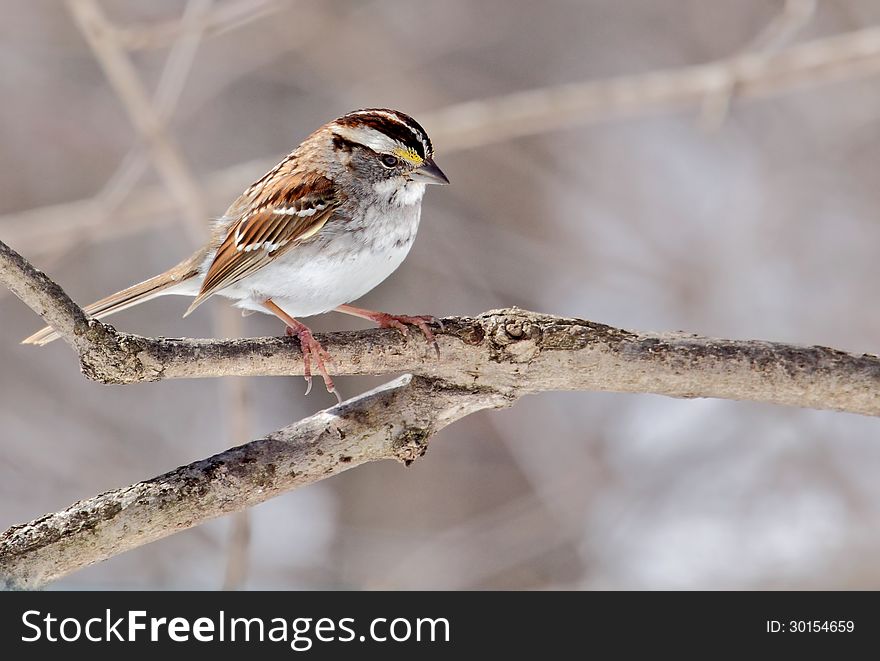 White-throated Sparrow, Zonotrichia albicollis