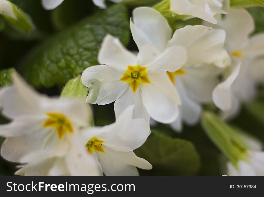 Macro photo of beautiful spring flowers.