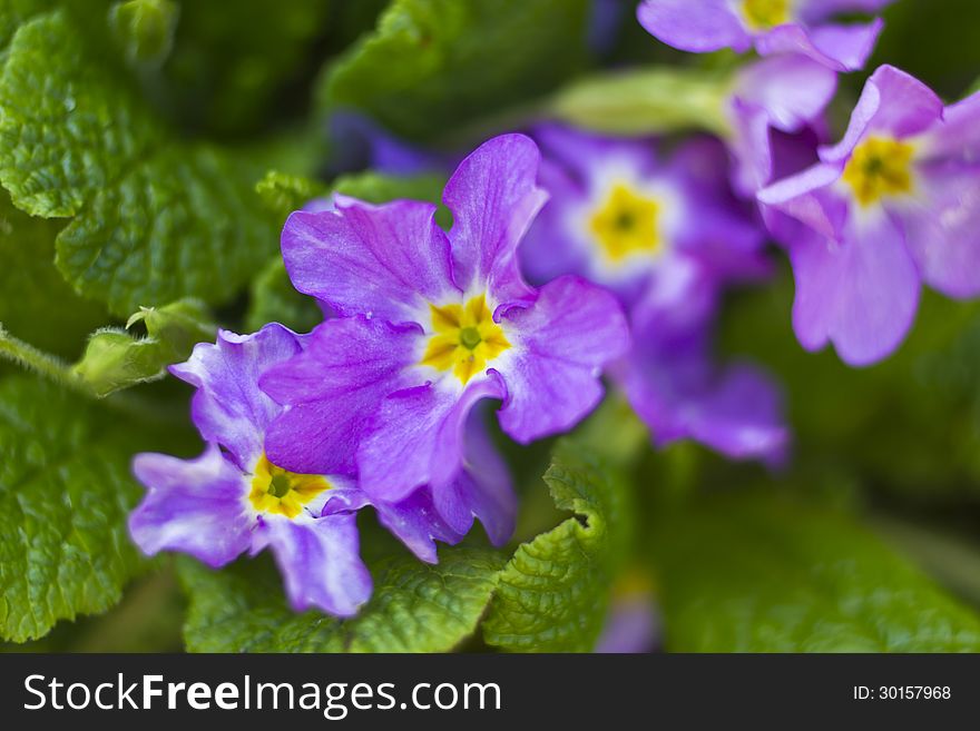 Macro photo of beautiful spring flowers.