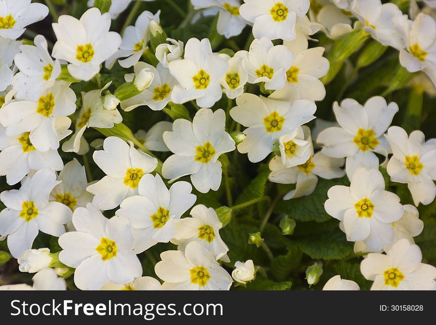 Macro photo of beautiful spring flowers.