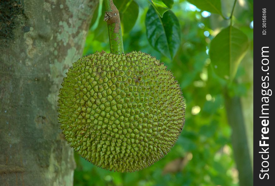 Green Jackfruit On Tree