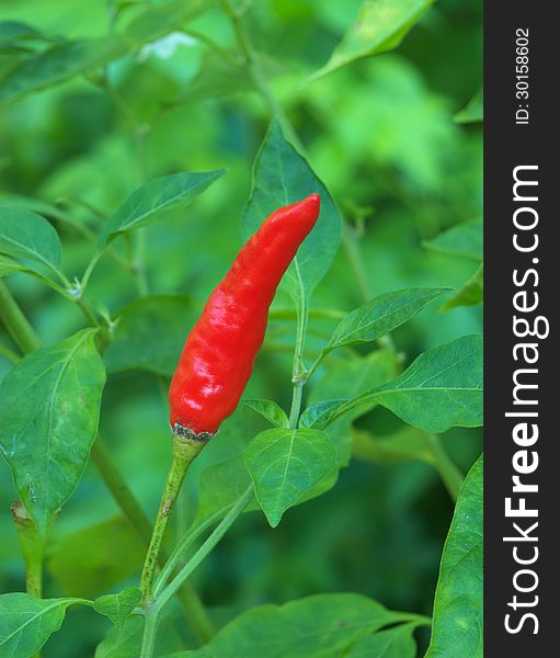 Closeup of red chilli pepper