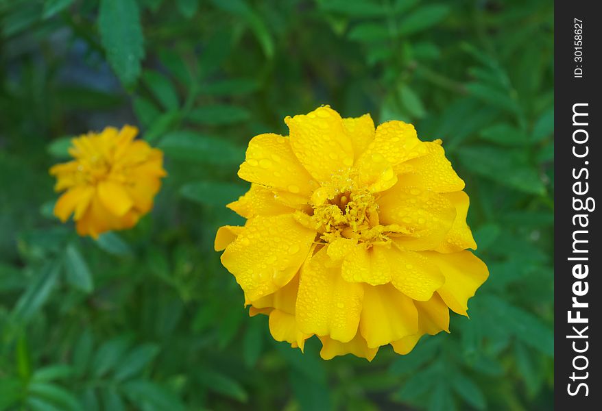 Yellow marigold flower with water drops