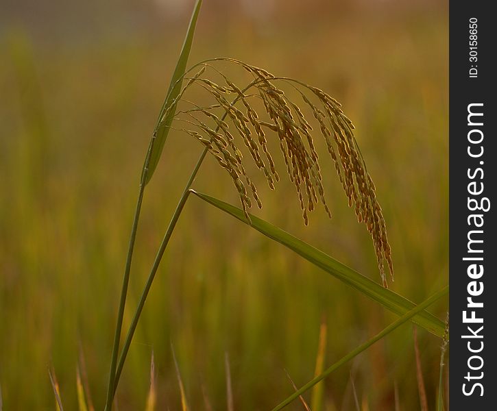 Closeup of rice in nature field