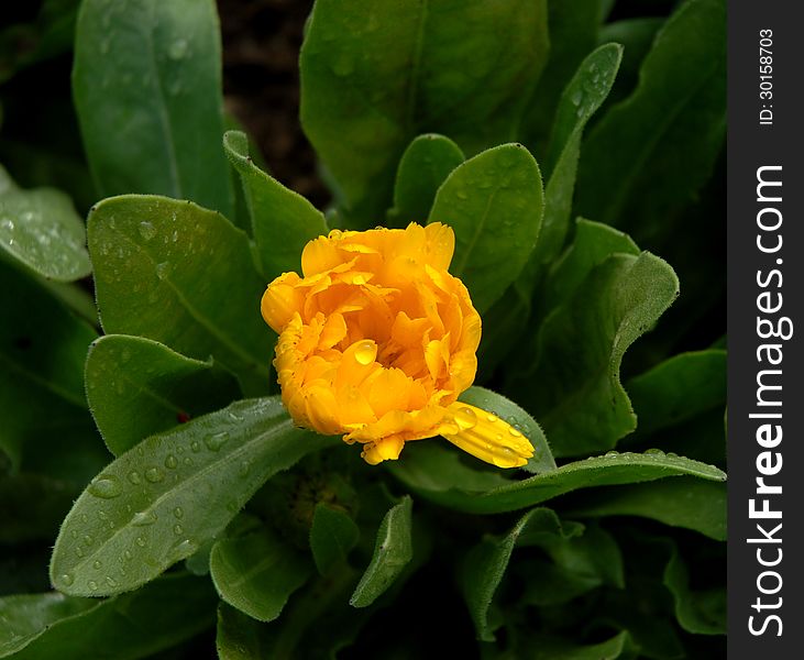 Bud of yellow flower on green leaves